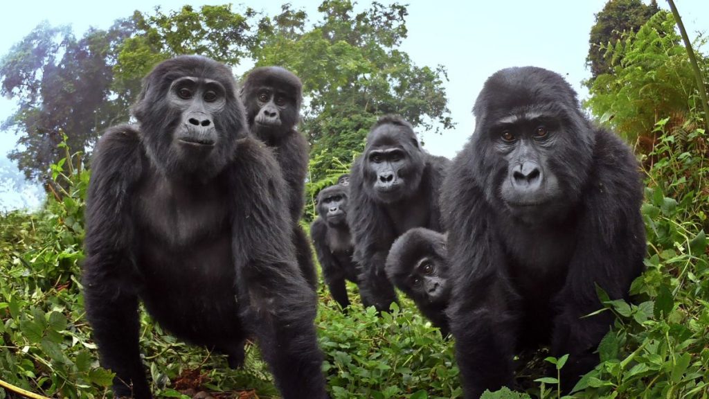 Vaccinated zoo employee infected 13 gorillas