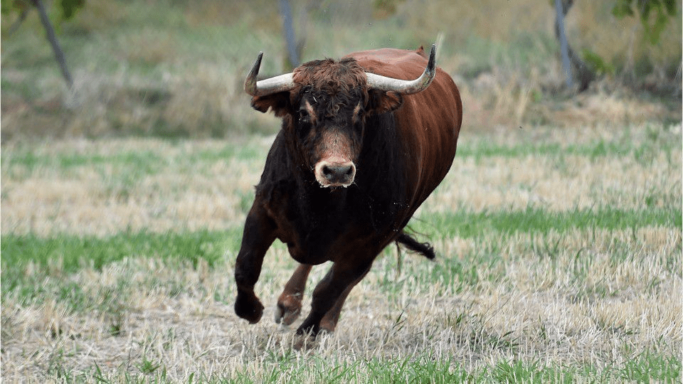 Nature: What should we do if a bull attacks us?