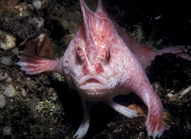 In Australia, for the first time in 22 years, they noticed a rare fish – pink and with “hands”