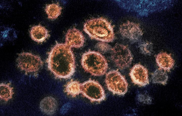 Scientists have found that the virus was created to adapt well to humans