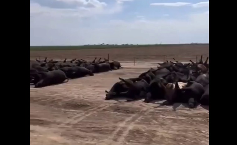 Huge numbers of cattle died suddenly