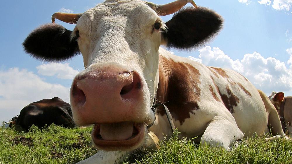 In New Zealand, farmers have to pay a tax on belching their cows and sheep