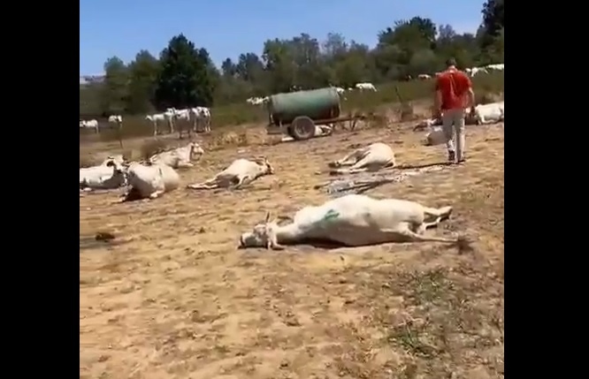 A third farm in a row in a small area was left without animals after a mass die-off