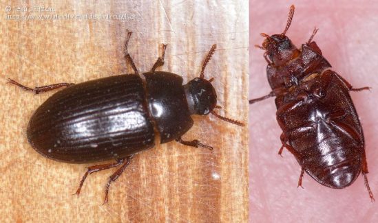 Ursula von der Leyen officially allowed eating beetle laurels in Europe – food list